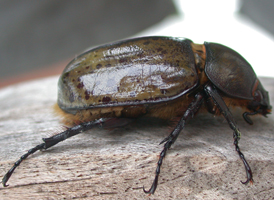 Eastern Hercules Beetle